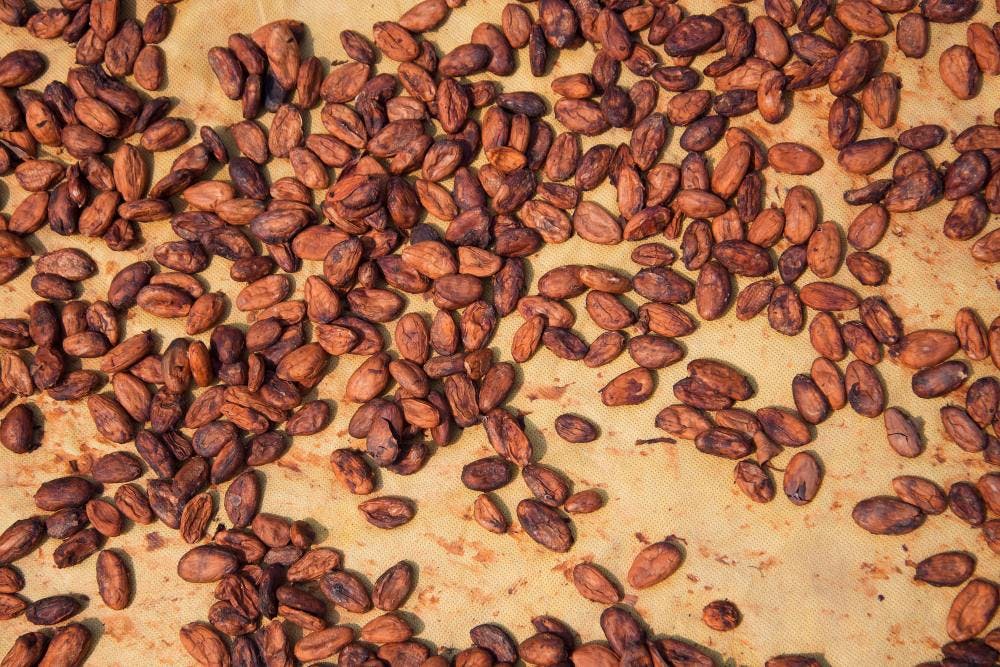 Raw cacao beans on a baking tray