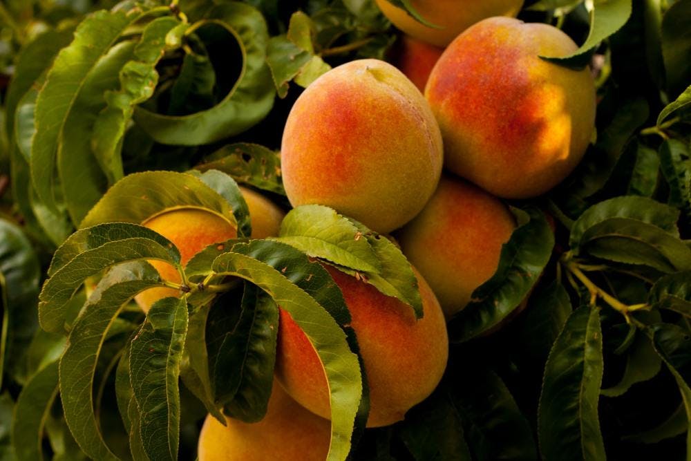 A bunch of peaches in a tree